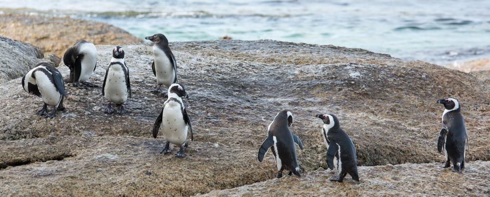 Cape Town20130906 101