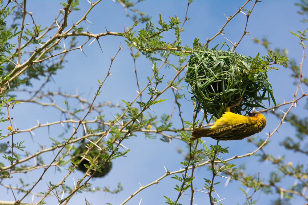 A weaver bird hard at work on a nest to attract a mate.