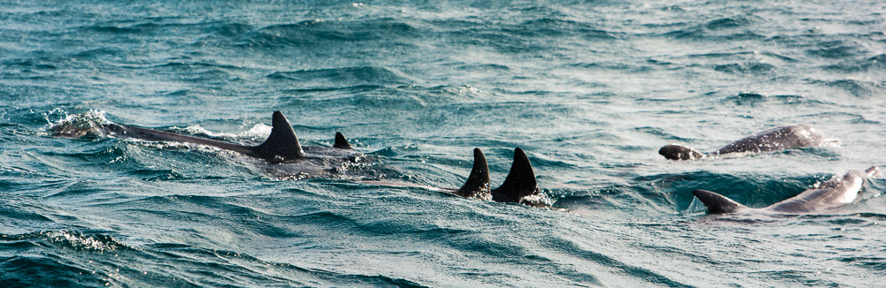 Dolphins off the coast of Ponta do Ouro in Mozambique.