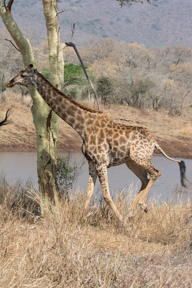 Giraffe on the run at Thanda Game Preserve in South Africa