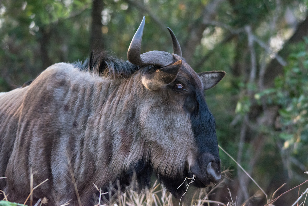 Wildebeest headed to a watering hole at Thanda Game Preserve in South Africa