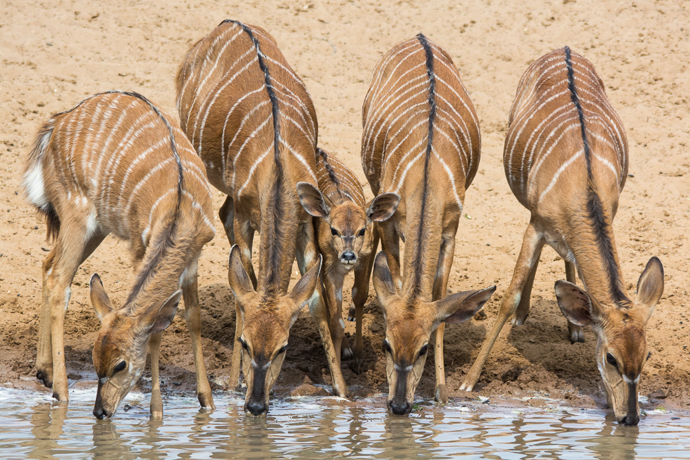 Nyala at a waterhole at Mkuze Reserve