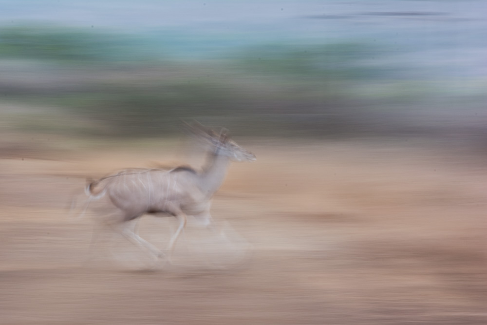One of Gary's first experiments with "motion blur" (this is a nyala)