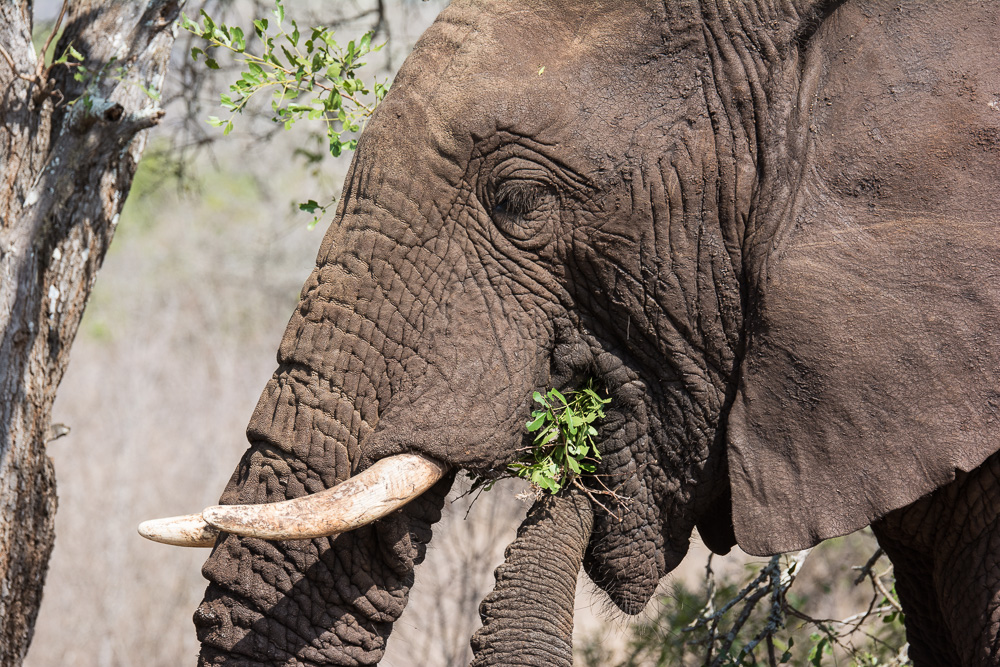 Elephant enjoying a snack at Mduna Private Game Reserve