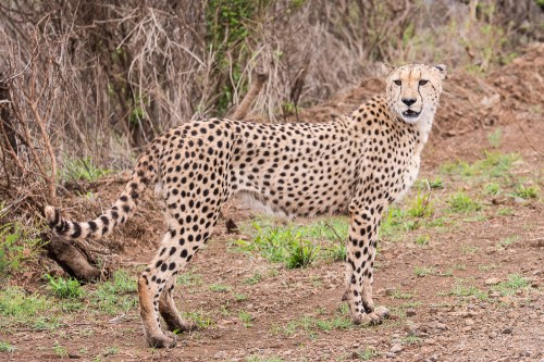 One of the cheetah brothers walking along the road just outside the Ulwazi Lodge, home to the African Impact volunteers