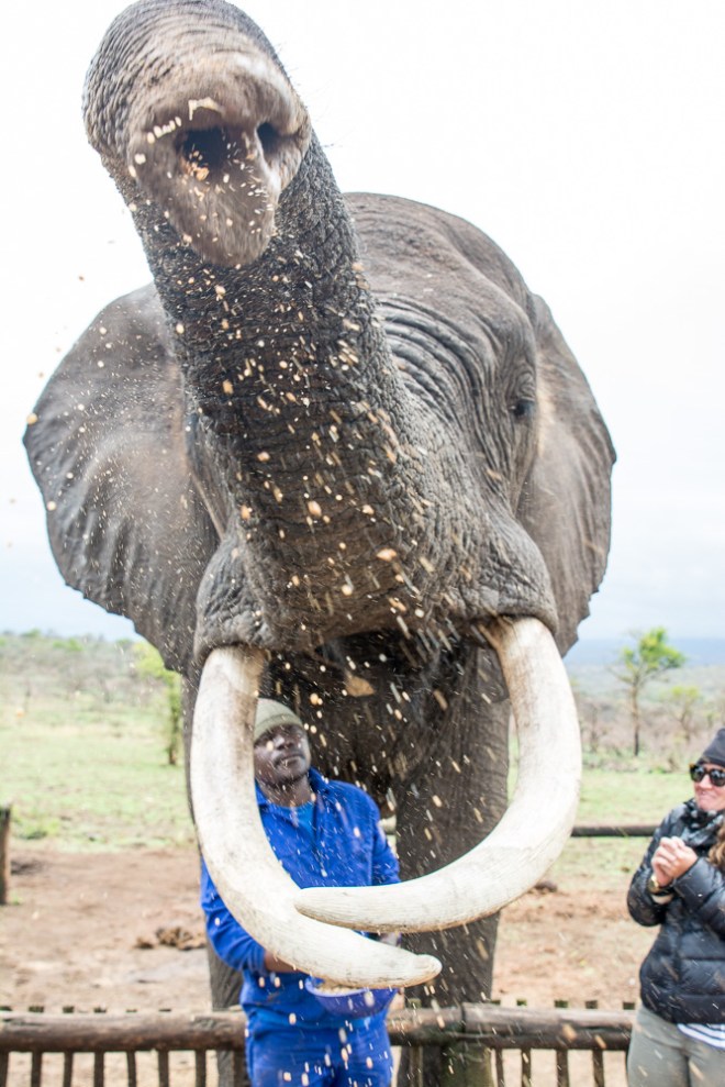 Getting sprayed with elephant snot at the Bayete Zuly Elephant Encounter