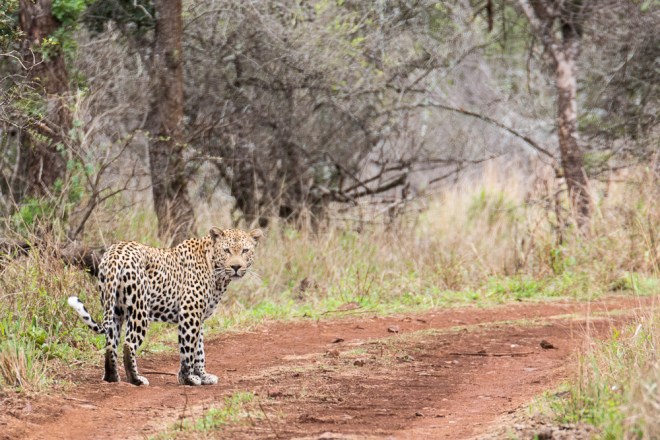 A rare daytime sighting of a leopard