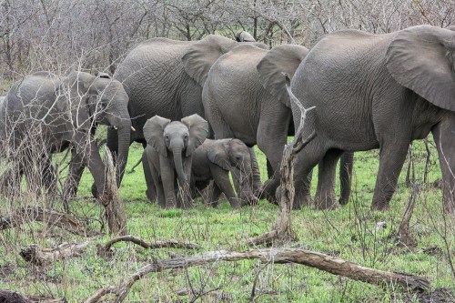 Just a few of the over 100 elephant crossing the road at the Hluhluwe-Imfaloza Game Reserve