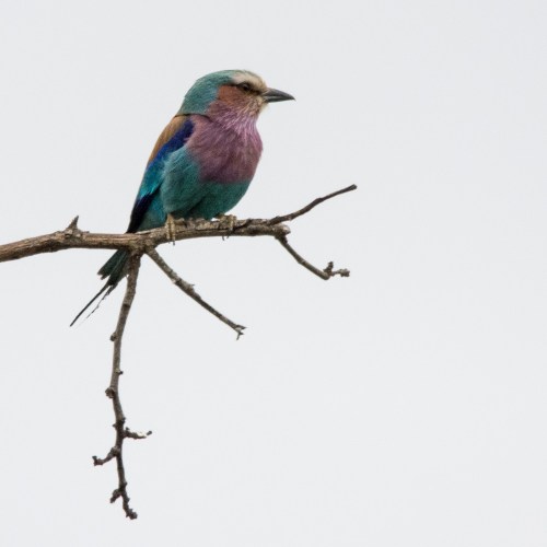 Lilac-Breasted Roller