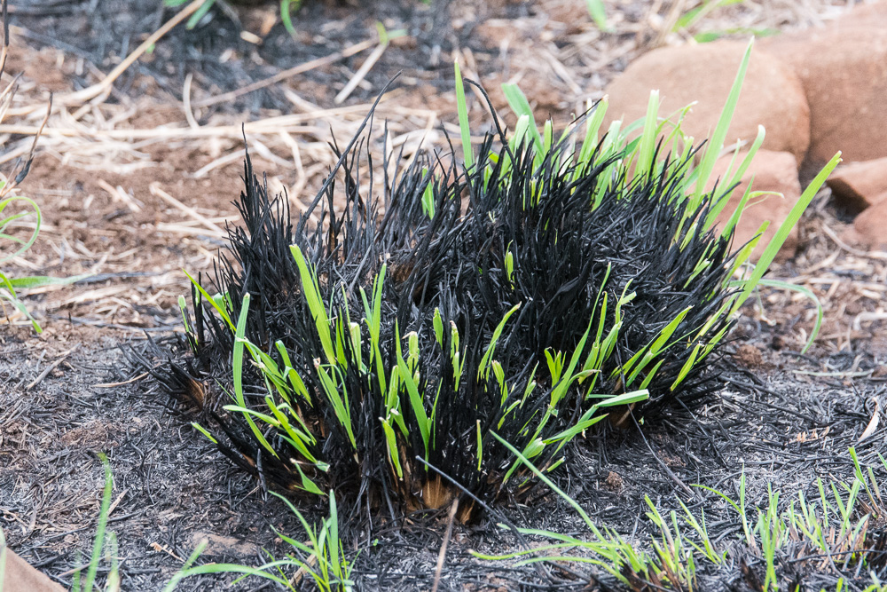 Controlled burns lead to new grass at Thanda Private Game Reserve