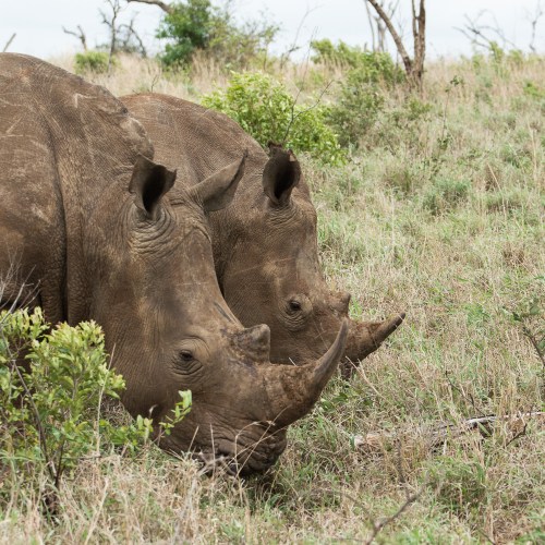 Rhinos at Thanda Private Game Reserve